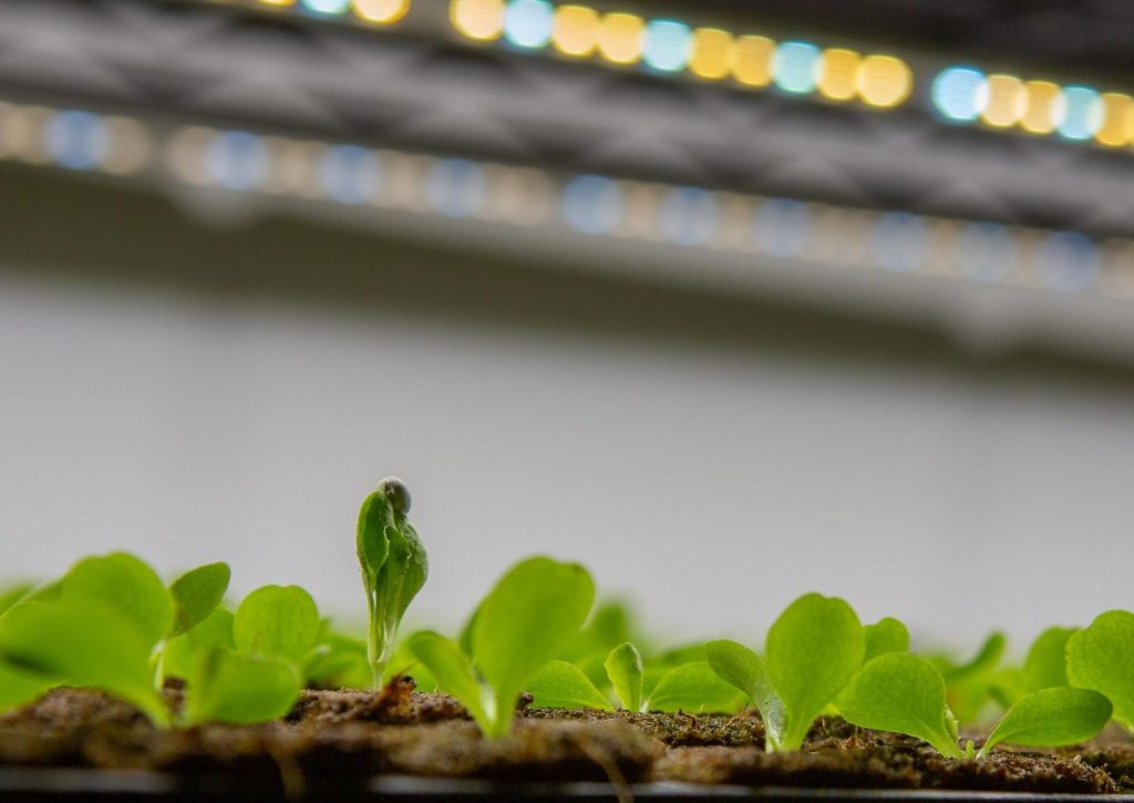 Wilting seedlings under LED grow light with comforting guidance and troubleshooting