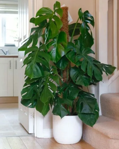 Big Plant