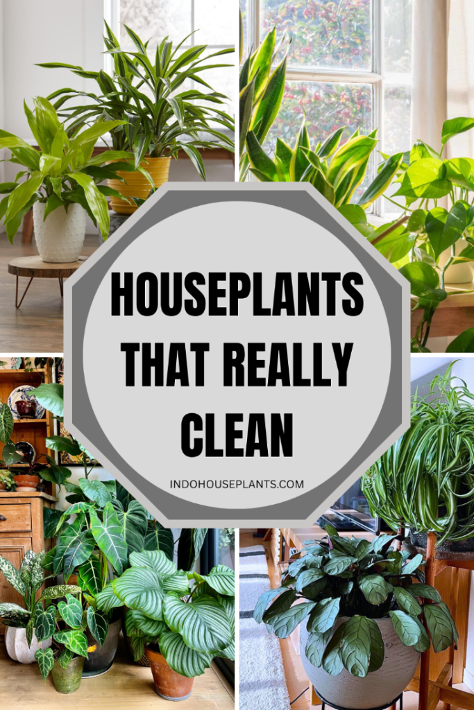Houseplants That Really Clean Your Air—and Boost Your Mood