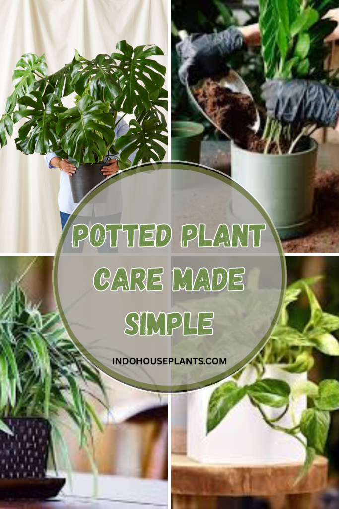 Potted Plant Care Made Simple: 3 Easy Rules for Success