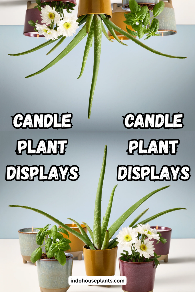 Glow & Grow: How to Create Stunning Candle Plant Displays