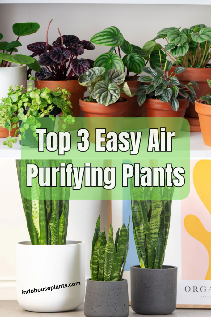 Top 3 Easy Air-Purifying Plants Anyone Can Keep Alive