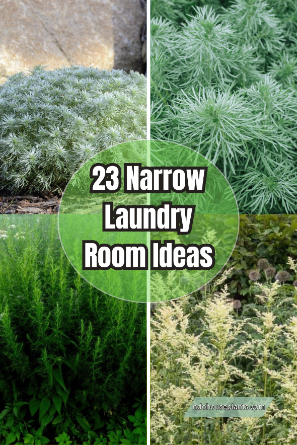 Artemisia Gardening Tips: Grow Silvery, Drought-Tolerant Beauty Easily
