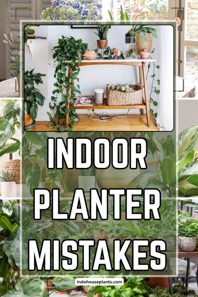 Avoid These 4 Common Indoor Planter Mistakes for Thriving Plants